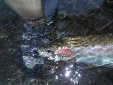 Irideus Trinity River Rubber Leg Czech Nymph Trout Fly Fishing Fly Steelhead