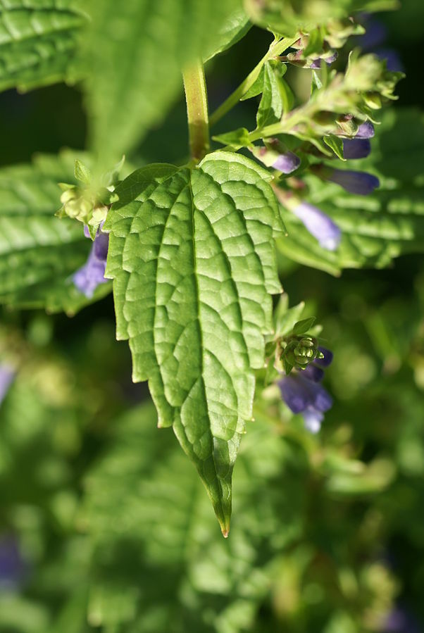 100 Mad Dog Skullcap Seeds (Scutellaria Lateriflora) - Native Medicinal Wildflower 5 thumbnail image