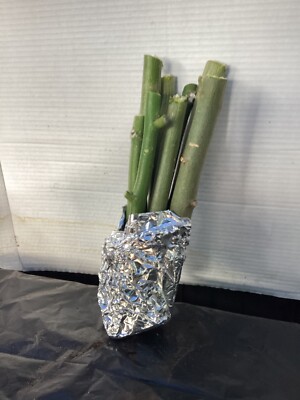 IMMUNE BOOST, ORGANIC, 3 X6-10  PLUS 1 Easy To grow Moringa Cuttings WOW!