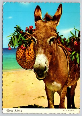 Postcard Native Donkey Sunny Caribbean Flower Basket Equus asinus Deckled Edge