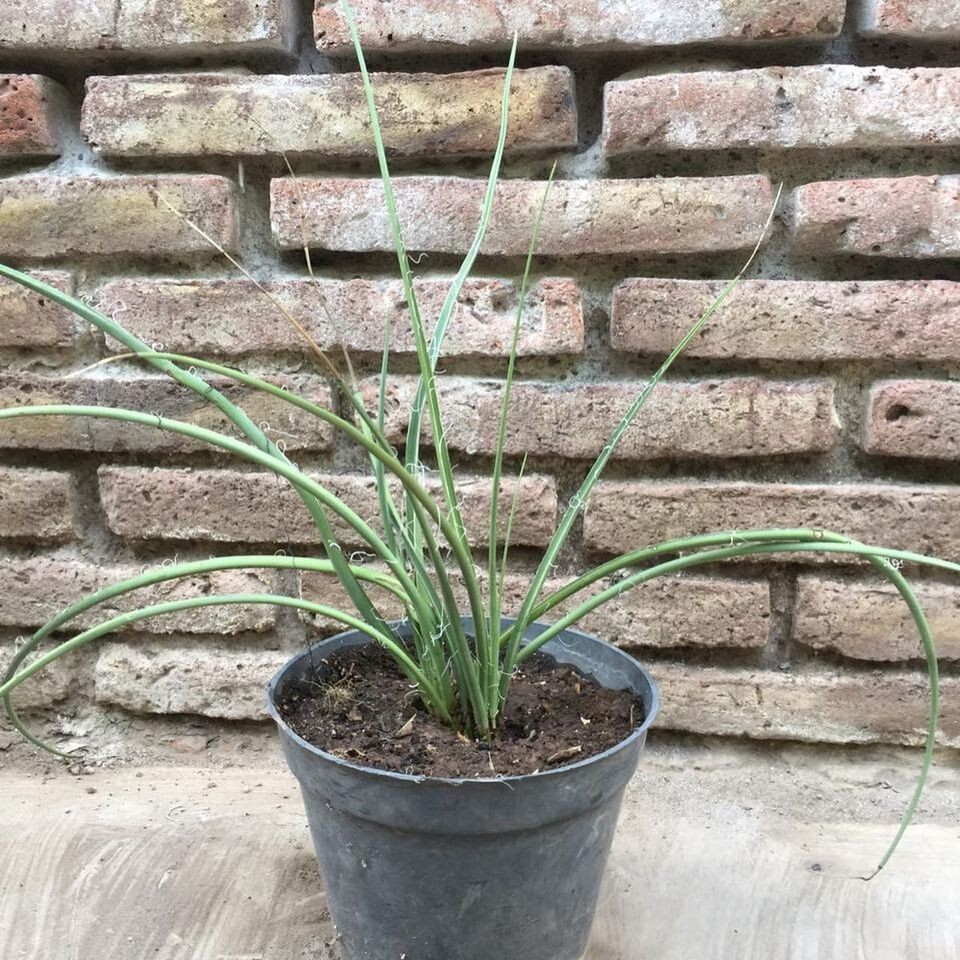 Picture 5 of 6