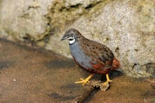 6 Button Quail Hatching Eggs