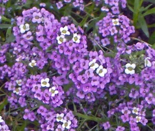 ALYSSUM VIOLET QUEEN Lobularia Maritima - 1,100 Bulk Seeds