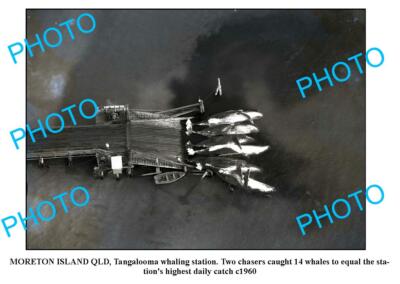 OLD 6 x 4 PHOTO BRISBANE QLD MORETON ISLANDS TANGALOOMA WHALING STATION 1955 2
