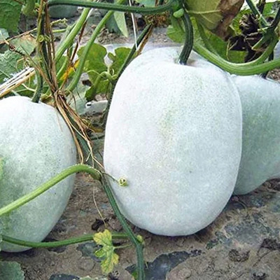 Benincasa hispida (Wachskürbis, Winterkürbis) 5 Stück frische Samen