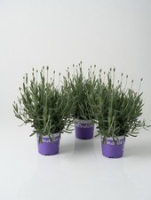 3 X English Lavender Plant in 12cm Pot | Hardy