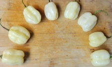White Habanero Hot Pepper Seeds - 25 Seeds