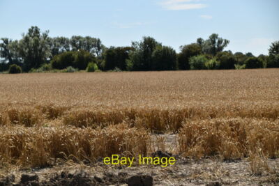 Foto 6x4 Reifer Weizen Newchurch\/TR0531 um 2020