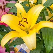 2 - YELLOW POWER ASIATIC LILY Live Flower Bulbs  * ABSOLUTELY SHOCKING & VIBRANT
