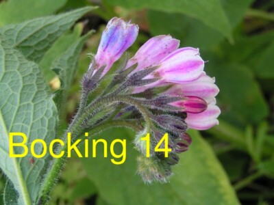 Russian Comfrey Live Root Cuttings - Bocking 14 Cultivar
