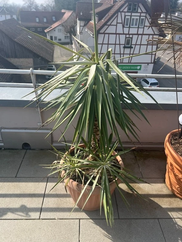 Winterharte Agave-Pflanzen online kaufen | eBay.de