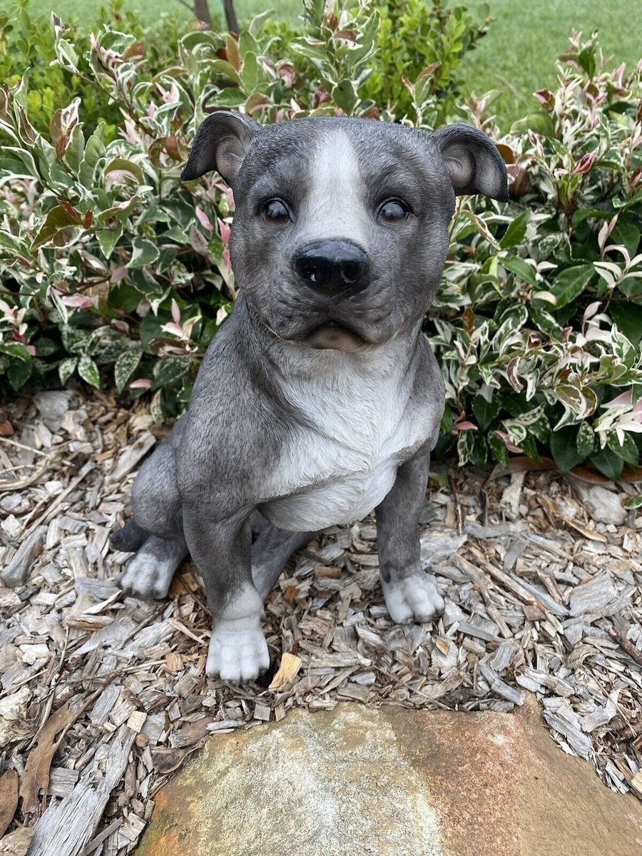 Blue Staffies Strong Staffy BLUE STAFFORDSHIRE -STAFFY PUPPY DOG