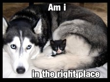 Am I in The Right Place? Kitten cuddling with Husky Dog Love Best Friend MAGNET