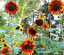 thumbnail 3  - Flower Sunflower Helianthus Annuus Autumn Beauty 2.5g Per Pack Over 75 Seeds