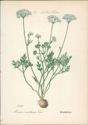 Chromolithographie : Bergkastanie. Bunium montanum Koch. Umbelliferae. Syn. B. d