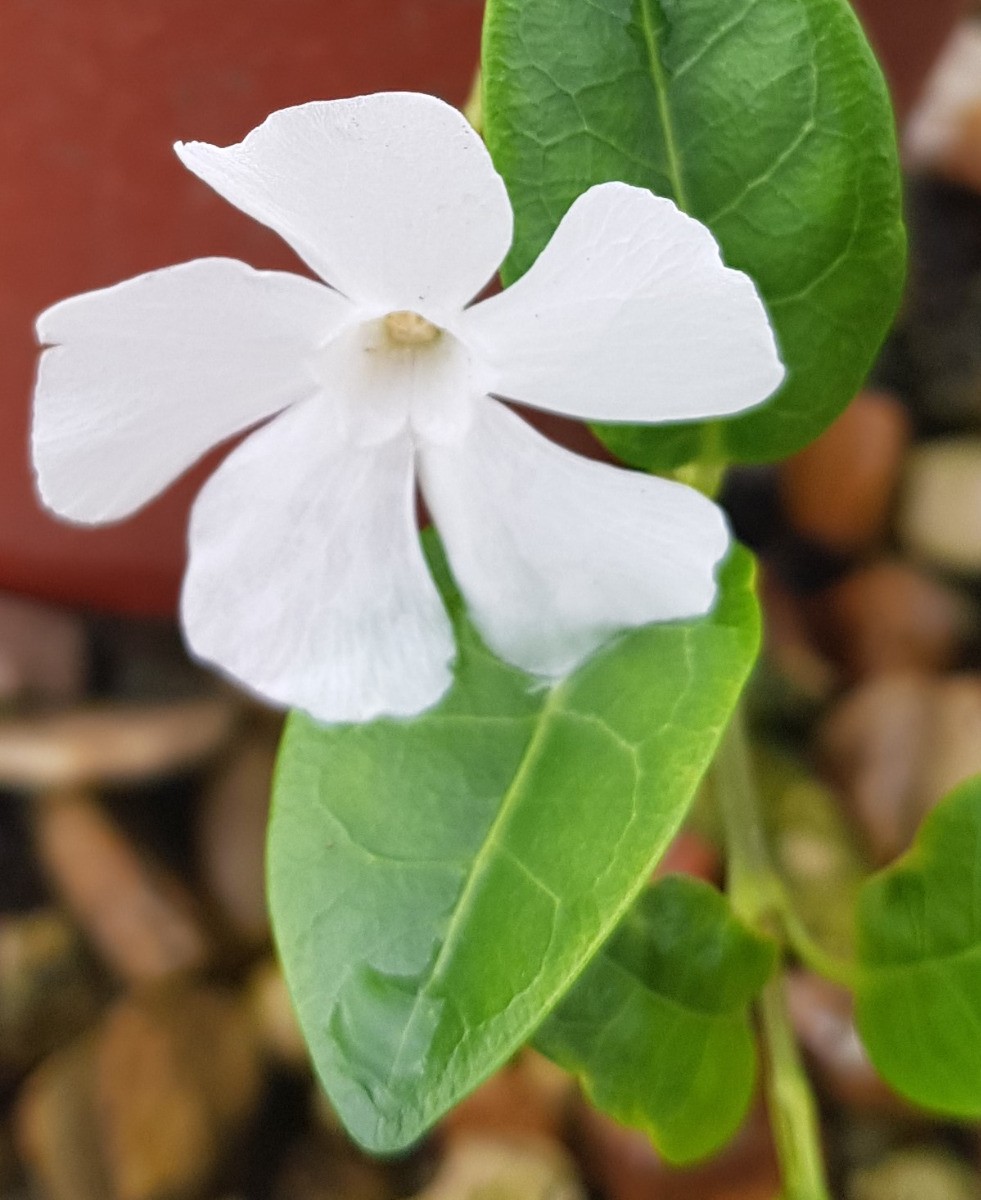 Petite Pervenche blanche Vinca minor Alba en conteneur de 4L pour jardin