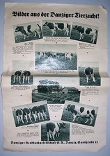 Gdańskie Towarzystwo Księgi Herdnej Hodowla świń Hodowla bydła około 1935 roku Dodatek prasowy