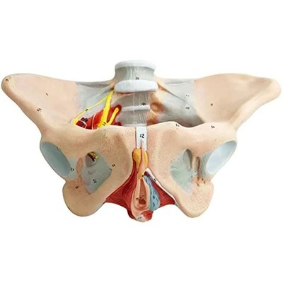 1:1 Life Sized Human Female Pelvis Neural Model Pelvic Floor Muscle Nerve 