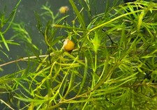 4 1 Mystery snails Ivory pea size or larger