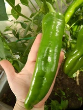 150 Heirloom Giant NuMex BIG Jim Legacy Hatch Chili Seeds Mild Foot Long Pepper