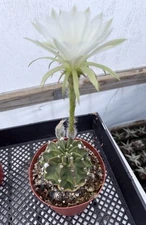 Echinopsis Subdenudata 'Fuzzy Navel' Cactus