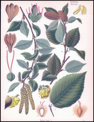 1887 Antike Botanische BETULACEAE (BETILEAE) Betula Lenta Süßbirke (KMP-9)