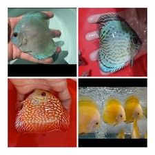 Pack of 4 Discus Fish 3.75" - 4" - Live Fish Aquarium Overnight Shipping