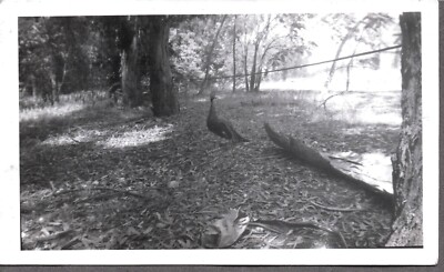 VINTAGE PHOTOGRAPH EUCALYPTUS TREE PEACOCK BIRD LOS ANGELES CALIFORNIA OLD PHOTO