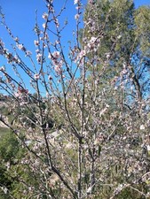 CHERRY BLOSSOM  image virtual digital photo postcard picture #E024T1A Elena S