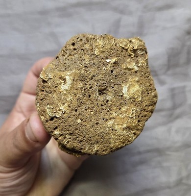 Rare Pliosaur Sp Vertebra Bone Fossil From The Uk Jurassic Kimmeridge Clay