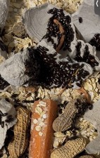 Peanut Beetle starter culture Live Food for fish, spiders, small frogs etc