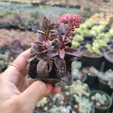 Sedum 'Dark Magic' Succulent Plant