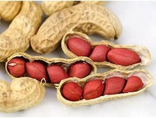 Tennessee Red Peanut Seeds, 20 Peanut Seeds Per Packet 10 Shells , Non GMO Seed