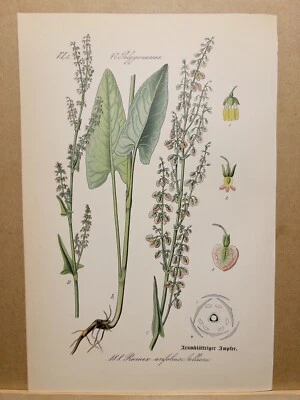 1886 ANTIK LITHOGRAPHIE ILLUSTRATION BOTANIK BLUME FLORA NATURE DECOR BILDER RAR - Bild 1 von 2