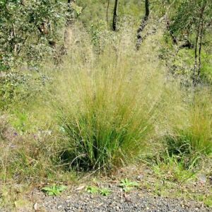 ornamental grass native american poor sand soil bunching seed 1000