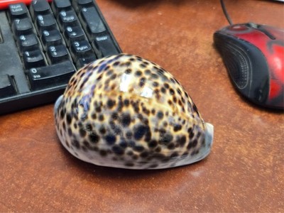 JUMBO LARGE GIGANTIC TIGER CYPRAEA TIGRIS COWRIE SEA SHELL 4''