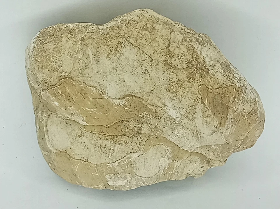 Fossil mit 2 Muschel / Schnecke im Kalkstein | 82,6g | Fossil 67x52x22mm - Bild 3 von 4