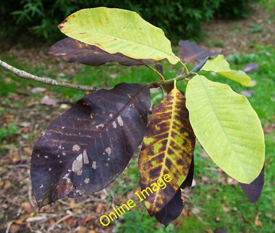 Photo 6x4 Autumn colours, Batsford Arboretum The large range of autumn co c2014