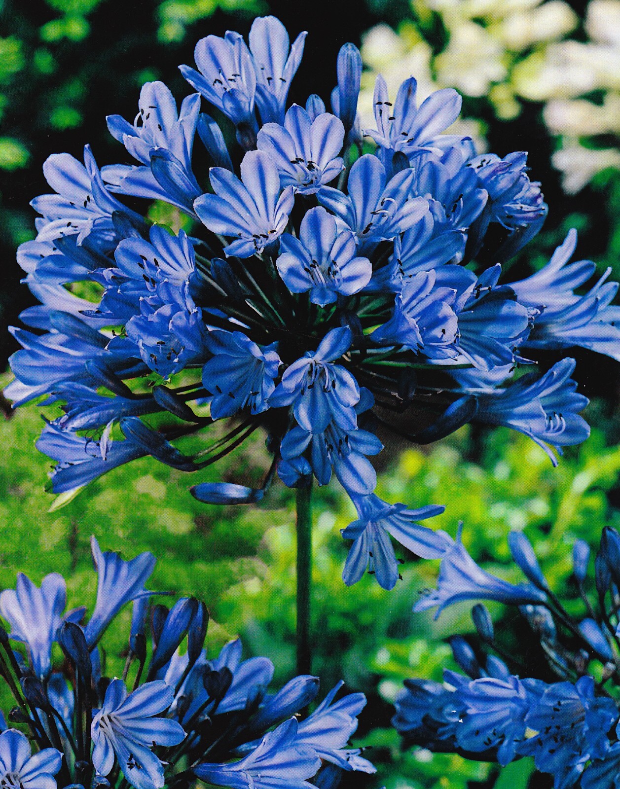 AGAPANTHUS AFRICANUS BULBS BLUE(LILY OF THE NILE) PERENNIAL PLANT