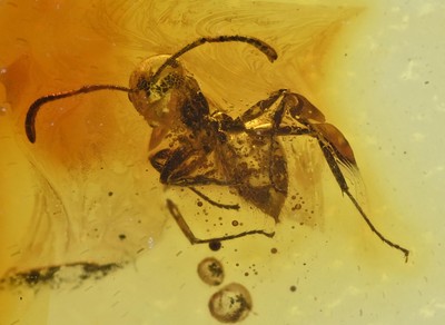 Aculeata, Formicidae (Ant), Fossil insect inclusion in Baltic Amber
