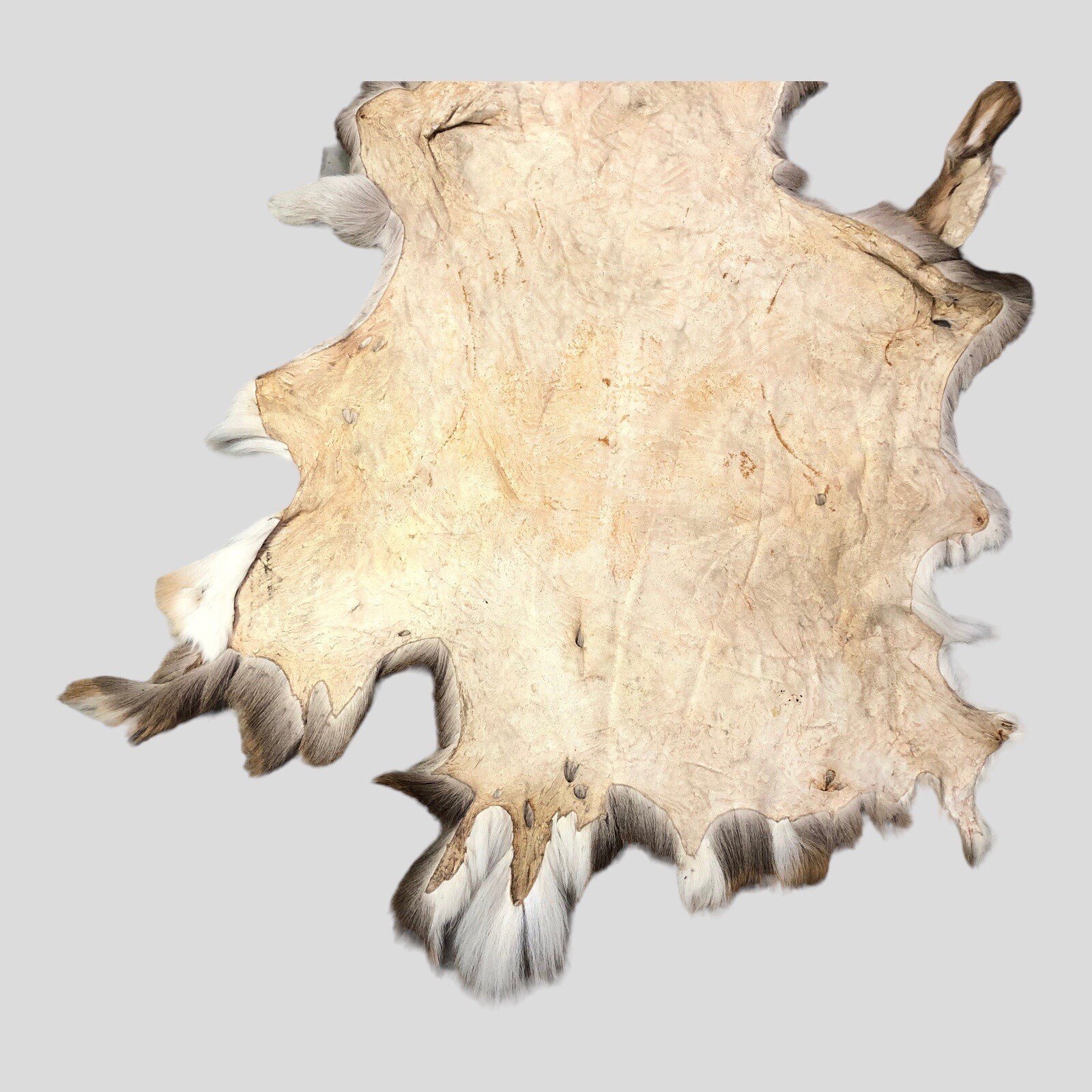 Whitetail Deer Hide Rugs Bryont Blog