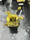 Venus Flytrap FTS Lunatic Fringe-  Carnivorous Plant ! — photo 6