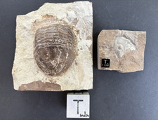 Isotelus sp. Trilobite Parts- Ordovician- Decorah Fm., Missouri