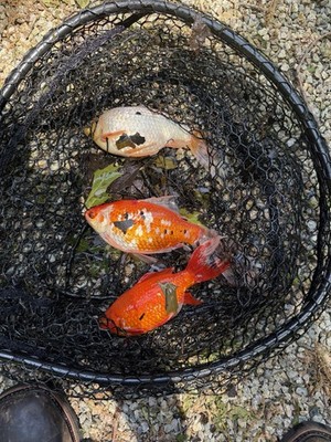 Large Goldfish 8-12 Inch | eBay