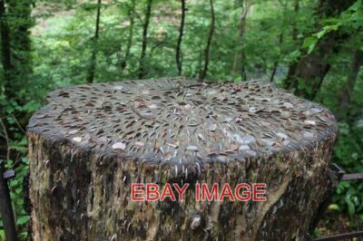 PHOTO  MONEY TREE AMBLESIDE CUMBRIA WHO SAYS MONEY DOESN'T GROW ON (OR IN) TREES