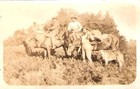 HUNTING PARTY ON HORSEBACK RPPC WITH RIFLE, DOGS