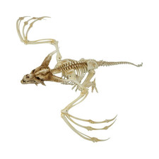 Pterosaur Skeleton   Large Hanging Prehistoric Halloween Decoration 35 x 11