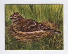 Greggs NZ aquatic birds 1974. Skylark