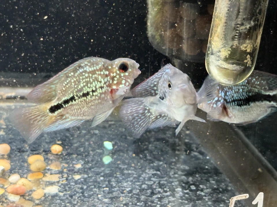 Crystal Parrot cichlid 2-3” - Image 4 of 4