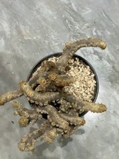 Rare Live House Plant Monsonia multifida WYSIWYG Caudex Boutique